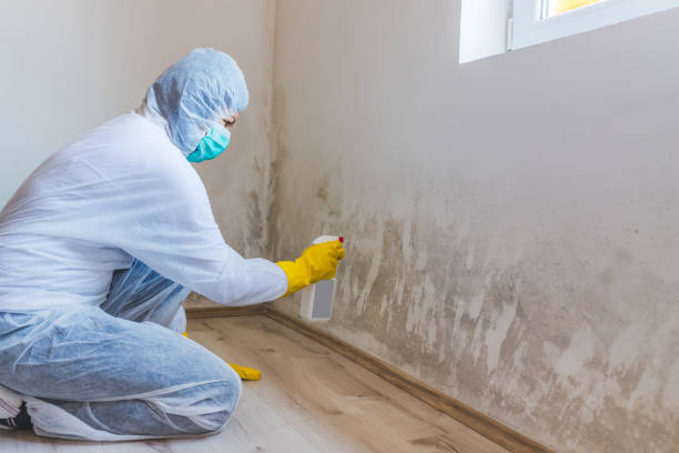 Licensed Mold Remediation service in Farmington, MN - WQB Mold Removal